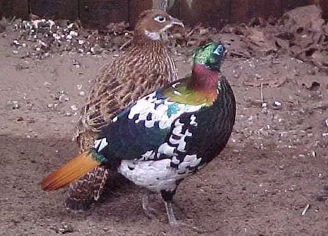 Francesco_Iakcinâ_1.jpg