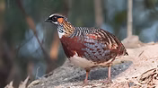 Rufipectus - 山山山 ( montagna di montagna )  4 - Copia.jpg