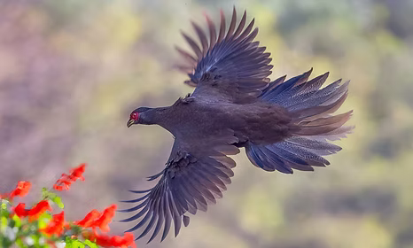 Omeiensis - by Guangzhou colorato.jpg