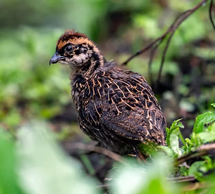 Impejanus pulcinotto - (Khachu Monastery), Xizang, China 03-06-25 - Su Li ebird org.PNG
