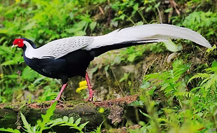 Omeiensis - Chengdu Old Wu 3 - Copia.jpg