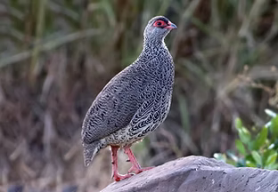 Pternistis harwoodi - www.ebird org - Andrew Spencer (1).jpg
