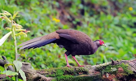 2 Omeiensis - Walking Around The Earth - 5 - Copia - Copia.jpg