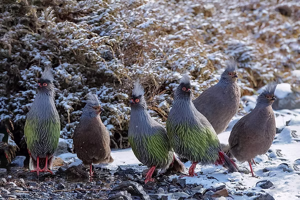 Ithaginis c. geoffroyi - birdnet cn by - Secondo fratello maggiore (1).jpg