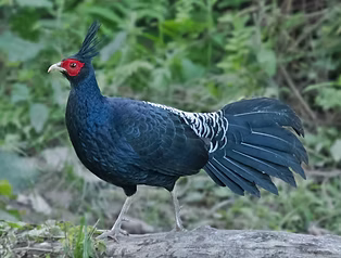 Lathami - Kaziranga NP & Surroundings--Eastern Range (Agaratoli), Golaghat, Assam, India 2