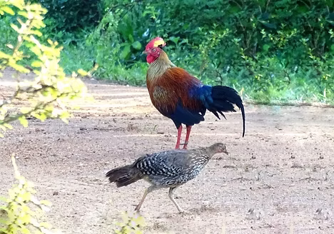 Gallus lafayettei coppia in muta - Yala National Park (General), Thissamaharama, Hambanto