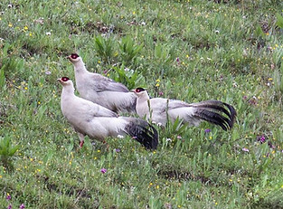 Dolani misto - Jiangxi Forest, Qinghai 02.07-13 - Robert Tizard ebird org.jpg