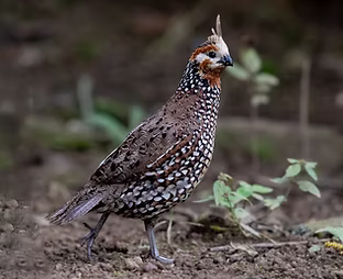 Colinu c. badius - Finca Siboney- Santagueda, Palestina, Caldas, Colombia 02-06-20 - Carlo