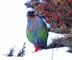 Clarkei (rocki) + www.douyin.com 1.PNG