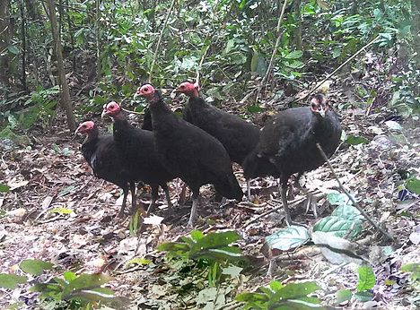 Agelastes niger - Contea di Lopé, provincia di Ogooué-Ivindo, Gabon 05-06-21 - Xavier Ru