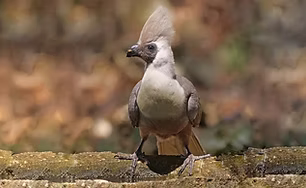 Crinifer p. personatus - Lake Langano, Oromia, Ethiopia 15-11-19 - Nik Borrow ebird org (1