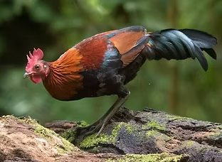 Bankiva - Est Java - ijenecotour com ok.jpg