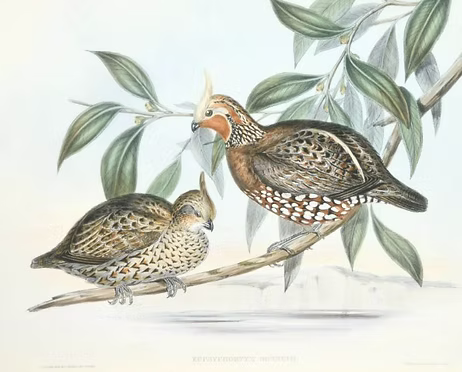 Colinus c. sonnini - John Gould 1.jpg