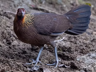 Jabouillei - Guangxi · 2020-12-24  j  [老陈  ] cnbird.org cn - Copia.jpg