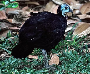 Aepypodius arfakianus Bernard Dupont.jpg