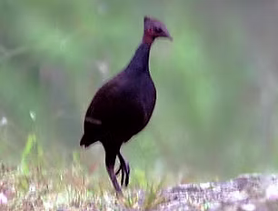decollatus www.bird forum net Autore me