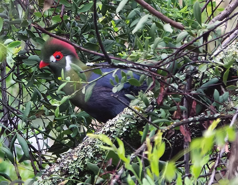Tauraco  Menelikornis (ex leucotis )  donaldsoni - distretto di  regione di Oromia, Etiopi