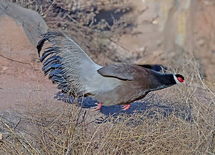 Marrone - Gushan  birdnet cn  1.jpg
