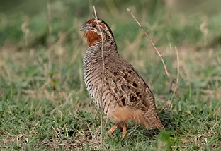 Perdicula a. punjaubi - Akhnoor, Jammu and Kashmir, India 24-07-22 - Black Baza search.jp