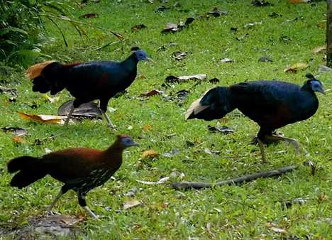 Ignita e rufa o macartney pare + Danum Valley--Borneo Rainforest Lodge, Sabah, Malaysia 25