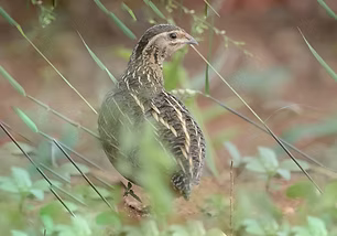 Erlangeri pare - Tsavo East Kenya 3 gennaio 13 - holmen-birding.safari com - Copia (1).jpg