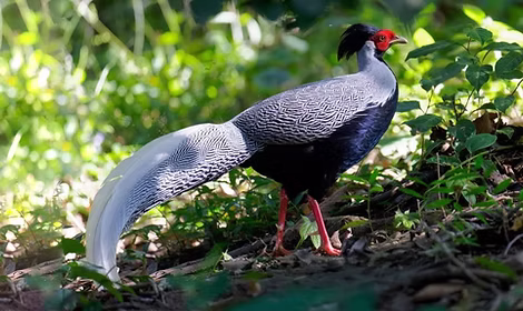 Occidentalis - (Nanjingli Ridge), Yunnan, 12-01-25 - Vincent Wang ebird org 4.jpg