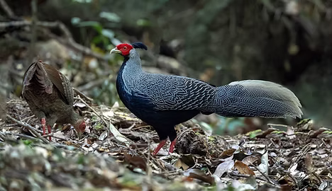 Lewisi - Cardamon Mountain - by Piak Lim - Cambodia Bird Photography - CBP gruppo faceb