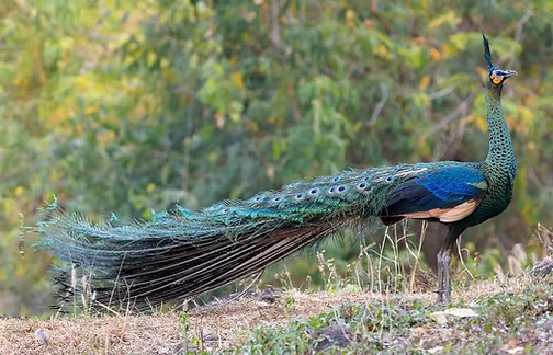 Pavo muticus imperator - Thailandia, Ban Hong Non-hunting Area--headquarters vicinity, La