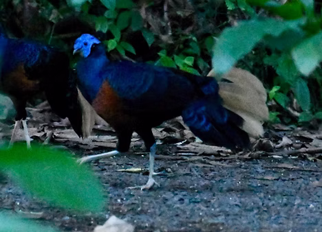 Lophura i. nobilis ma coda bianca come in macartneyi - Borneo Rainforest Lodge, Danum Vall