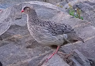 Pternistis atrifrons ( Black fronted Francolin atrifrons  ) - Mega Ethiopia 11-11-18 Nik B