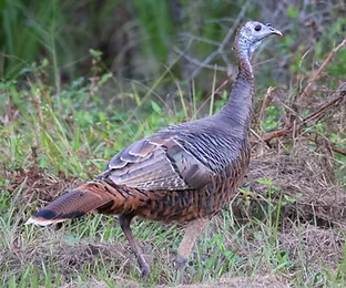 Osceola%20-%20Ed%20Rizer%20flickr%20com_