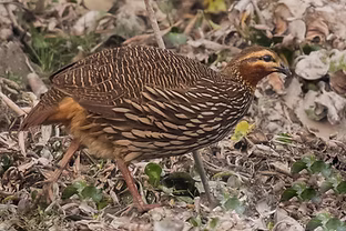 Ortygornis gularis maschio- Kaziranga NP Golaghat, Assam, India 13-01-23 - Manjula Mathur