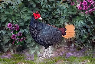 Lophura erythropthalma pyronata - by LiGor Farm x sito.jpg