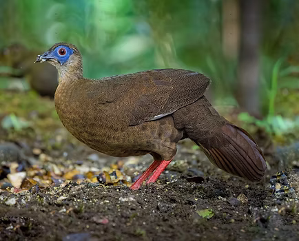 Bulweri - 10-01-24 - Richard Chong - Wild Bird Club Malaysia - WBCM  5 - Copia.jpg
