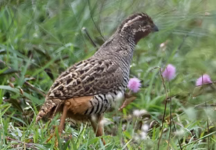 Verifica - Jaipurdoddi, Bengaluru Urban, Karnataka, India 27-06-20 - Debasish Tapna search