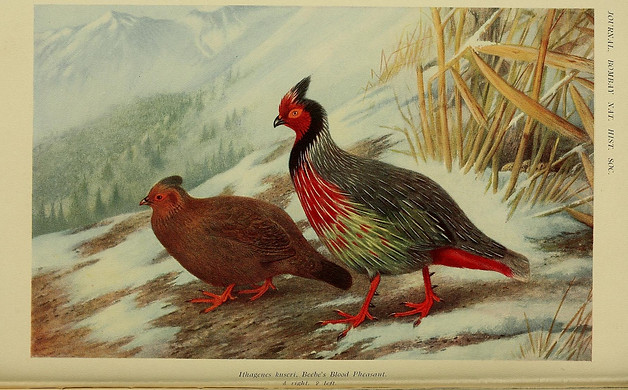 Kuseri-marionae - THE GAME BIRDS OF INDIA, BURMA AND CEYLON - E. C. Stuart Baker 06-1916.