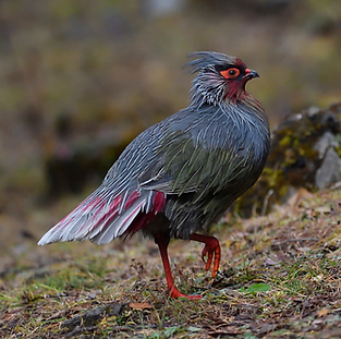 Rocki - Baima Snow Mountain Nature Reserve Yunnan China 24-10-17 - Staffan Widstrand www.