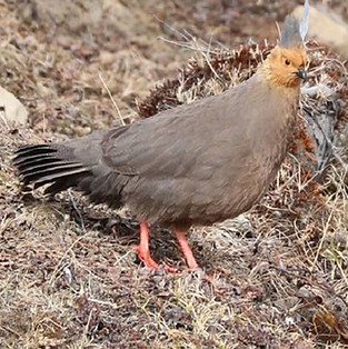 Kuseri +  Tibet·Nyingchi 2021-1-25 cnbird.org cn  [Zeng Kaixin] 2 (1) - Copia.jpg