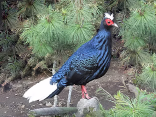 Lophura hatinhens - wpacz-sk.com.jpg
