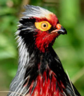 Holoptilus - Cangshan, Dali pare 01-02-25 - www.so.toutiao.com.PNG
