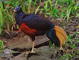 Lophura ignita maschio apprentemete subadulto a guardare gli speroni - Sabah Malesia 19-05