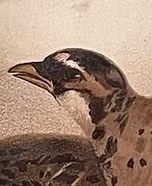 Perdicula e. blewitti - Copia (1).jpg