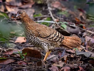 Gallus lafayettei - Rain Forest Reserve, Sri Lanka 12-12-13 - www_edited.jpg