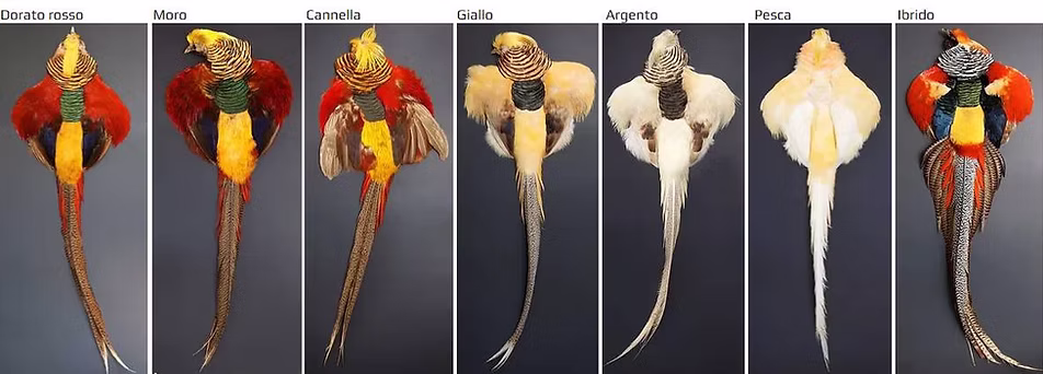 Chrysolophus mutazioni pelli.jpg