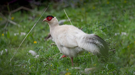 Drouyni coda bianca e riccio -  (Baizha Forest), Qinghai, China  25-06-25 - Zongzhuang Liu