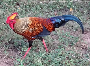 Gallus lafayettii -Yala National Park (General), Thissamaharama, Hambantota, Sri Lanka 03-
