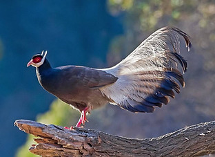 Marrone - Gushan birdnet.cn  6.jpg