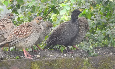 Ortygornis pondicerianus pondicerianus mutato - Jay AMBE Industries, Panchmahal, Gujarat,