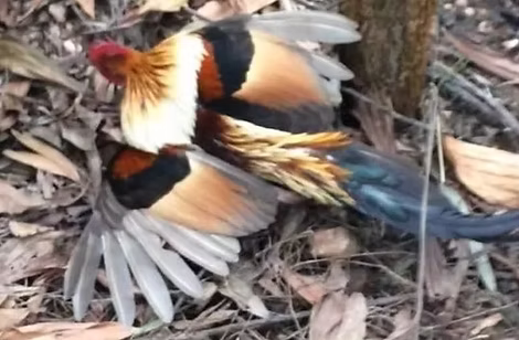 Gallus mutato.jpg