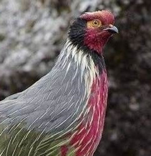 Marionae - ( da Njal ) no autore probabile birdnet 5 - Copia.jpg